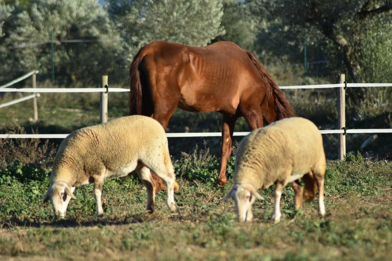 Casa con vistas, piscina y animales de granja, LA CASETA Tarragona Exterior foto